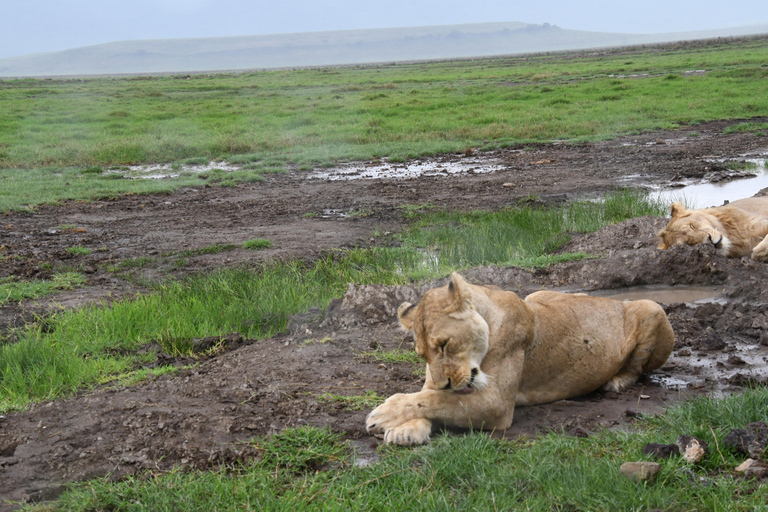 Arusha: 4-daagse Ngorongoro en Serengeti kampeersafari