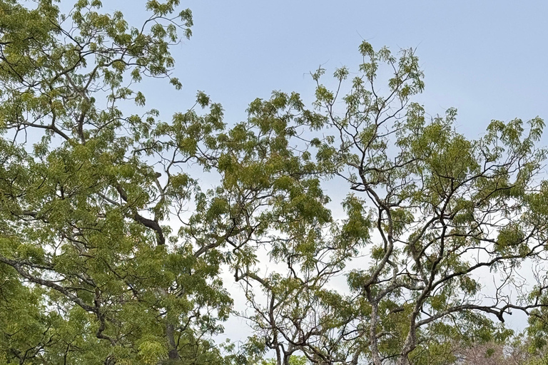 بانيووانجي: جولة في غابة دجاواتان ومتنزه بالوران الوطني