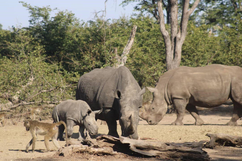 From Kasane: Victoria Falls and Rhino Encounter Day Trip
