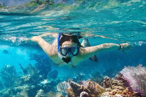Cham Islands: Scuba Diving Experience with 2 Divemaster Opts PADI Scuba + Snorkeling (1 Dive + 1 Snorkel)