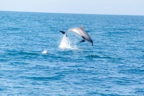 Portimão: Benagil Caves & Dolphins Watching with Biologist