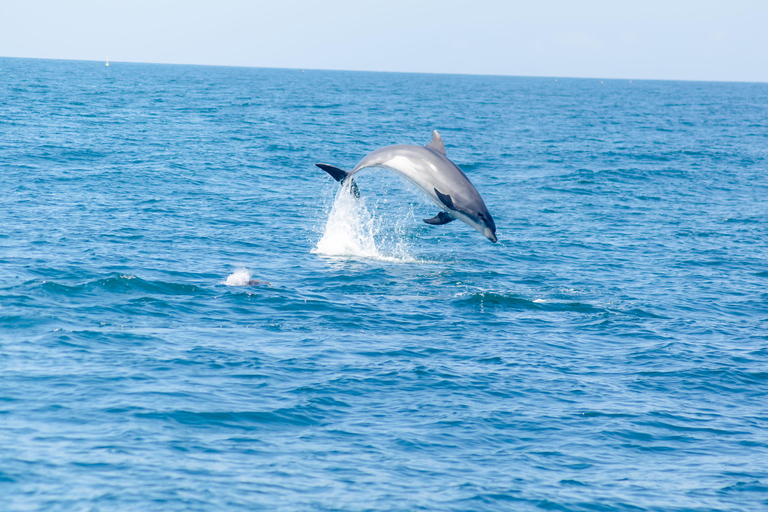 Portimão: Benagil Caves & Dolphins Watching with Biologist