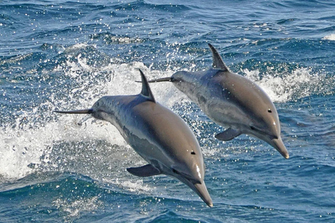 Pisa: Coastal boat tour with aperitif and lunch on board