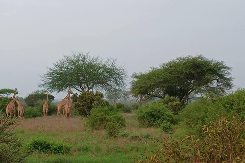 2-Day Tsavo East & Salt Lick Safari–Red Elephants & Treetop