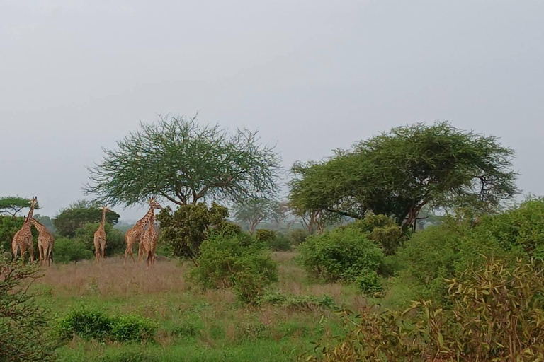 2-Day Tsavo East & Salt Lick Safari–Red Elephants & Treetop