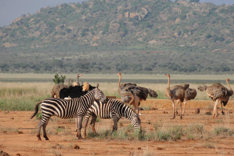 Safari de 3 dias em Tsavo Este e Amboseli a partir de Diani/Mombasa