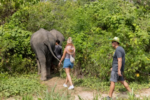 Phuket: Ethical Elephant Nature Park Visit with Lunch
