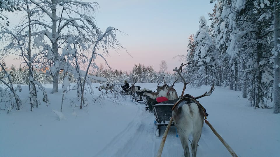 Levi: 3km Reindeer Sleigh Ride | GetYourGuide