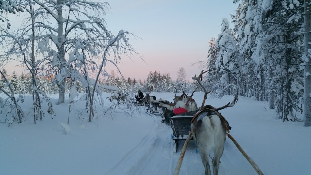 Visit Levi 3km Reindeer Sleigh Ride in Levi, Lapland, Finland
