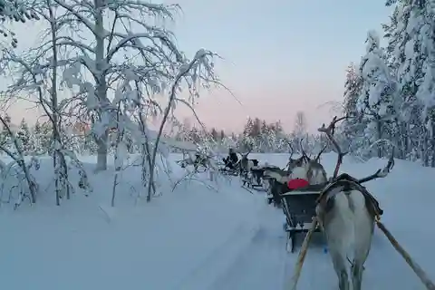 Levi: Paseo en trineo de renos de 3 km