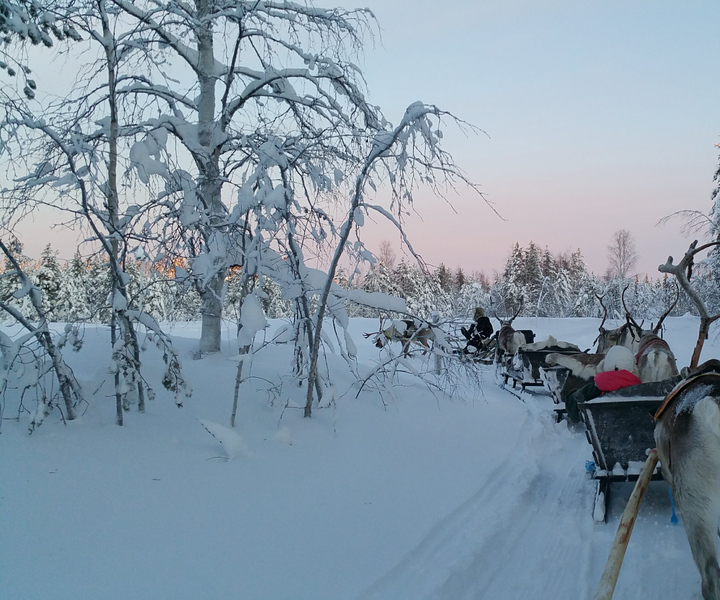 Levi: 3km Reindeer Sleigh Ride