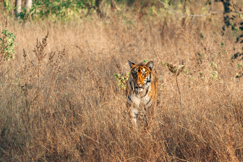From Jaisalmer: 15-Day Rajasthan and North India Tour