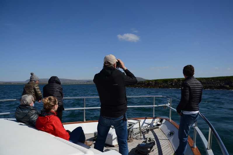 whale watching cruise on a yacht in reykjavik