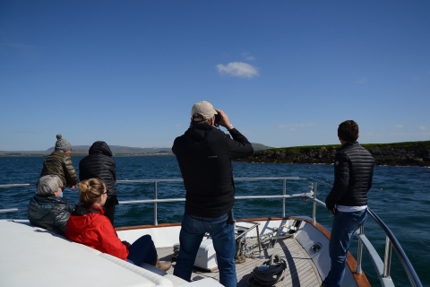 Reykjavik: Walbeobachtung & Luxusyacht-Kreuzfahrt mit PapageientauchernTour mit Treffpunkt
