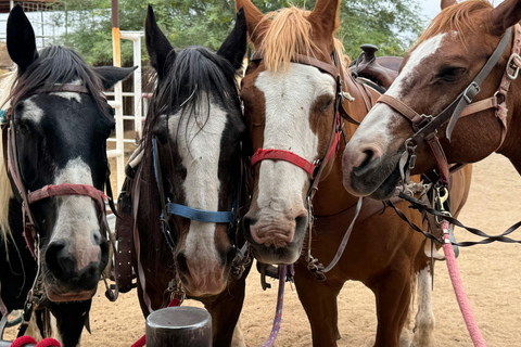 Cave Creek: Horse Ride Tour in National Forest & Desert 1-Hour Horse Ride Tour in National Forest & Desert