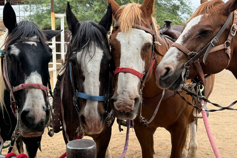 Cave Creek: Horse Ride Tour in National Forest & Desert 1-Hour Horse Ride Tour in National Forest & Desert