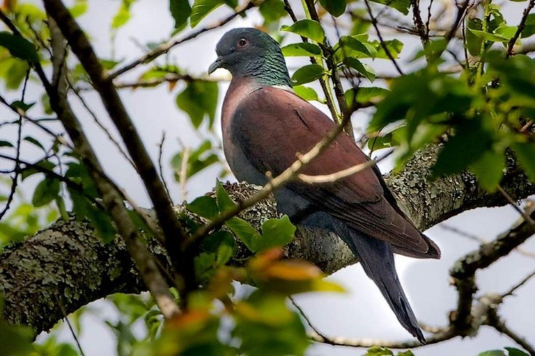 Mt. Elgon National Park: 3-Day Camping Tour