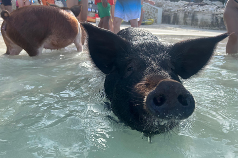 007-Mañana Todo Incluido Nadar con Cerdos en la Isla Rosa007 Todo Incluido-Nadar con cerdos en la Isla Rosa