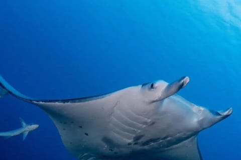 Tikehau : snorkeling guidé avec des raies manta (2 h)