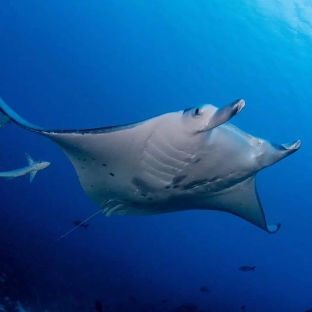 Tikehau : snorkeling guidé avec des raies manta (2 h)