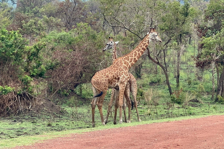 Kigali: Excursión de lujo de un día al Parque Nacional de Akagera con paseo en barco