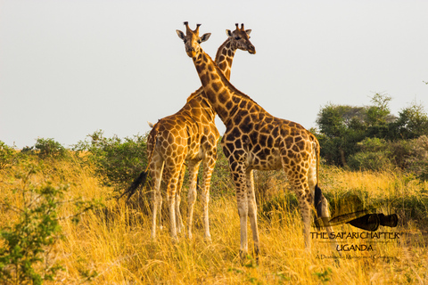 3 dagen naar Murchison Falls Escape Safari