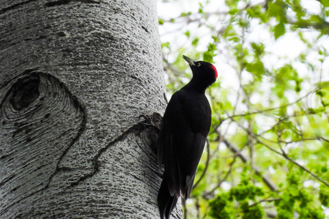 Tbilisi: Birdwatching Tour with Guide