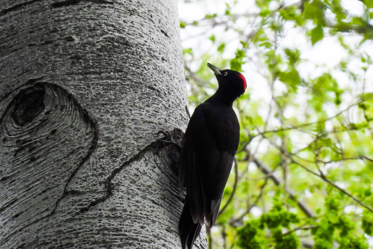 Tbilisi: Birdwatching Tour with Guide