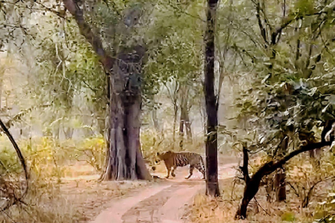 Excursión de un día a Sariska: emocionante safari de tigres con desayunoTour privado con transporte y desayuno.