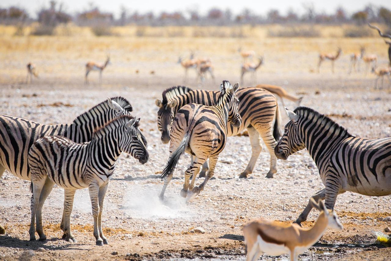 Zanzibar: 2 Days Fly-in Safari to Nyerere N.P & Boat Safari