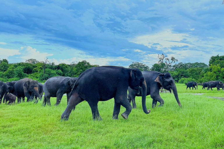 From Sigiriya: Minneriya National Park Expert Jeep Safari From Dambulla: Minneriya National Park Private Jeep Safari