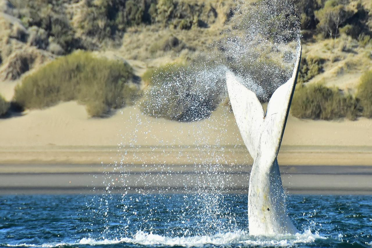 Puerto Madryn: El Doradillo Whale Watching Tour with Pickup