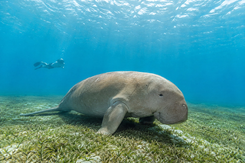 Marsa Alam: Abu Dabbab Beach Snorkeling or Diving Trip Abu Dabbab Beach Snorkeling