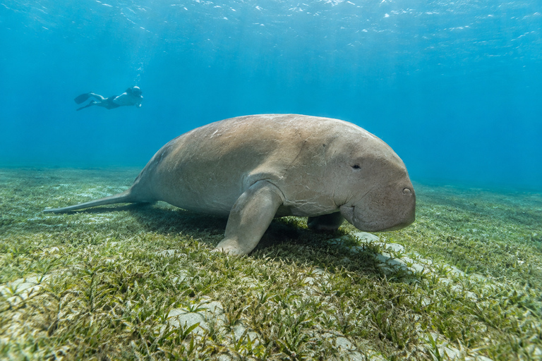 Marsa Alam: Abu Dabbab Beach Snorkeling or Diving Trip Abu Dabbab Beach Snorkeling