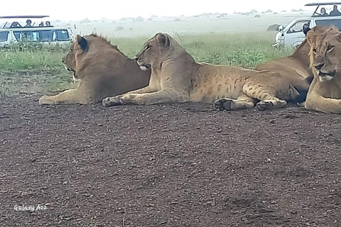 Nairobi park afternoon game drive with free airport pick up.