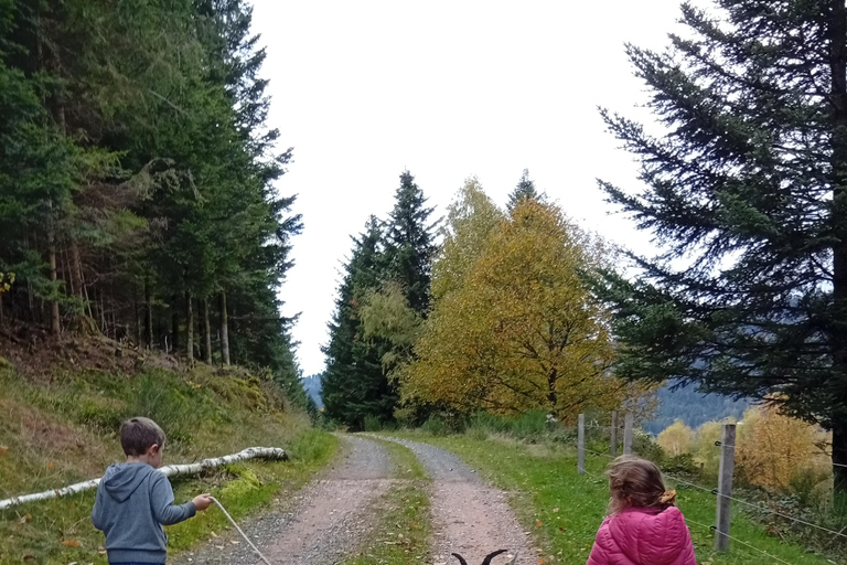 Luvigny: a unique discovery walk with goats Luvigny: An unusual discovery walk with goats