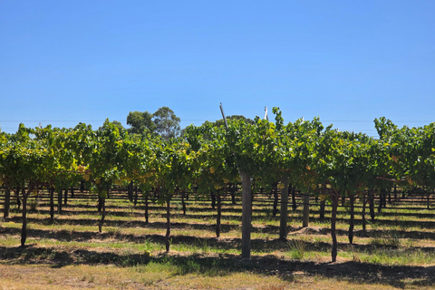 Perth: Caversham Wildlife Park & Swan Valley Tour