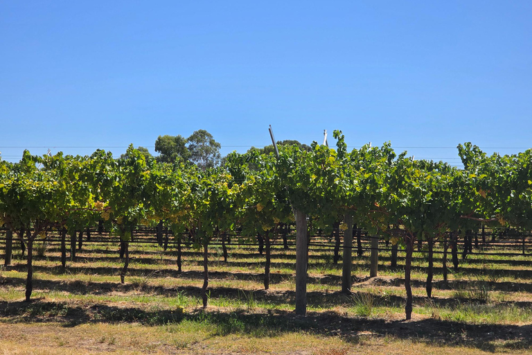 Perth: Caversham Wildlife Park & Swan Valley Tour