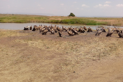 6hrs of Birdwatching in Nairobi National park