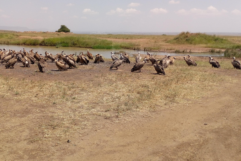 6hrs of Birdwatching in Nairobi National park