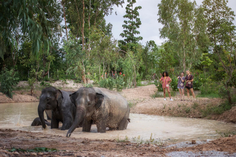 Chiang Mai: Programma di alimentazione etica per gli incontri con gli elefanti