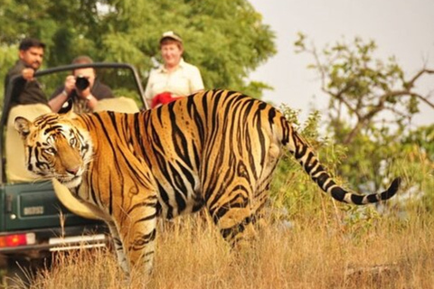 Excursion privée d'une journée avec safari de tigres au départ de Jaipur, tout compris