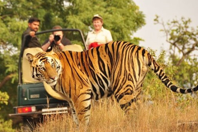 Excursion privée d'une journée avec safari de tigres au départ de Jaipur, tout compris