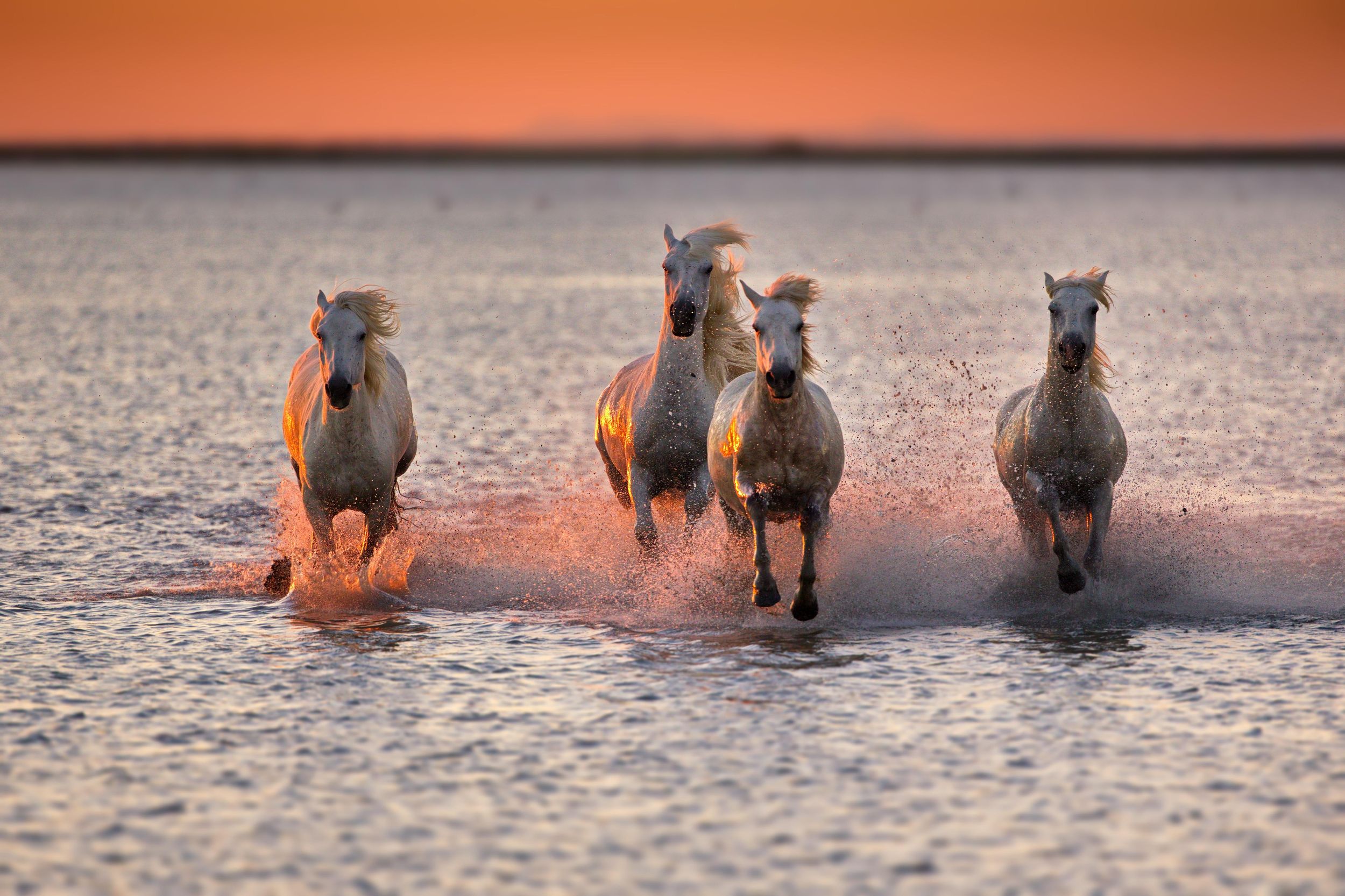 Romantischer Ausritt in der Natur bei Sonnenuntergang in der Camargue
