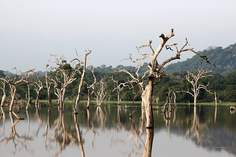 Polonnaruwa Ancient City and Wildlife Safari from Dambulla