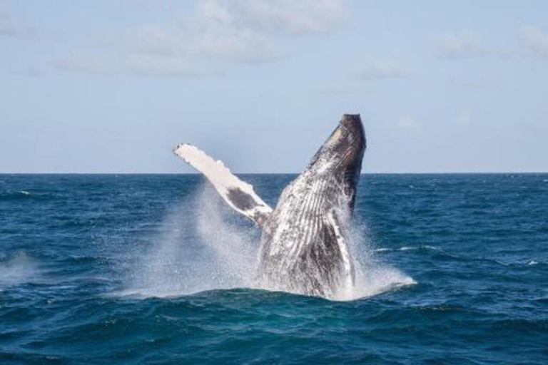Seasonal Humpback Whale Watching Experience in Samaná Bay