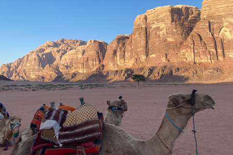 Wadi Rum: Przejażdżka na wielbłądzie z degustacją tradycyjnej herbaty