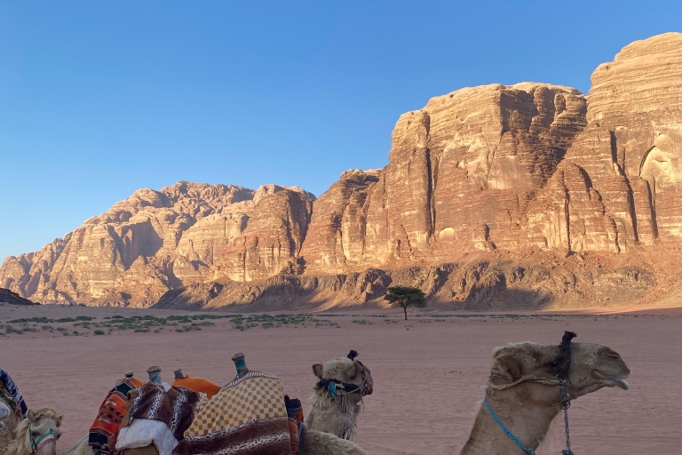 Wadi Rum: Night with your choice of experience Wadi Rum: Night with bread cooking class