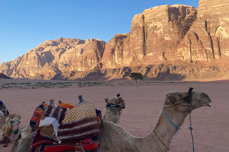 Explore Wadi Rum: Jeep Tour, Bed and Breakfast, and Dinner Explore Wadi Rum: Jeep Tour, Bed and Breakfast, and Dinner