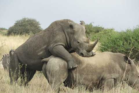 纳库鲁湖公园野生动物园之旅和纳瓦沙湖乘船游览纳库鲁湖公园野生动物园之旅和纳瓦沙湖游船之旅